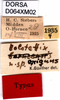 CollectionObject 1580791; f5c12a32-42c3-4c31-b96f-d66b41515df6, DORSA D064XM02: labels (syntype of Bolotettix exiguus). (CollectionObject).