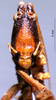 CollectionObject 1516179; 05d28f2e-bb87-489f-91ee-ead5e799995e: female, frontal view (holotype). (CollectionObject).