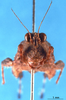 CollectionObject 1537938; 7008b81f-0b0a-4010-868c-353861a3f738: male, frontal view. (CollectionObject).