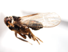 Habitus, lateral view: !! display not done !! on Pissonotus flabellatus (Ball, 1903): (Observation).