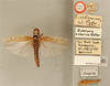 CollectionObject 1519437; 1309eccf-ff24-45fc-8a03-a07547b290c2: female, dorsal view, labels (holotype). (CollectionObject).