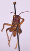 CollectionObject 1585720; 94081fd6-21cc-4d6b-b247-714071257038: male, frons (no a type). (CollectionObject).
