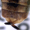 Poecilimon erimanthos Willemse & Heller, 1992: male cerci (paratype). (Otu).