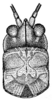 Anabropsis (Anabropsis) marmorata Rehn, 1905: Fig. 17. dorsal view of head and pronotum. (Otu).