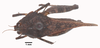 CollectionObject 1967547; ICAG-ORT-TETR65, af96aecc-12a8-4bb4-a6b7-b5e198fa214e: Female (Dorsal view). (CollectionObject).