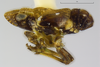 Habitus, lateral view on Papagona papoosa Ball, 1935: (Observation).
