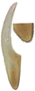 Ovipositor on Anuihuajianga pyramidalis Zhang & Song, 2022: valvula III, lateral view. (Observation).