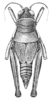 Chibchacris furcata Hebard, 1923: Pl. 16, Fig. 10 (after allotype). female, dorsal view. (Otu).