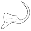 Aedeagus, lateral view on Paralimnus subefferatus Mitjaev, 1969: (Observation).