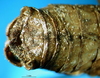 CollectionObject 1500393; c9456699-26d2-4e6a-bd06-3193c8f8fed9, DORSA BTpolscuS01: male cerci (syntype). (CollectionObject).