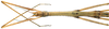 CollectionObject 1584179; 695919a3-543d-48b9-9a84-bb824e664a00: copyright RBINS, Brussels. female: head & thorax, dorsal view (paratype). (CollectionObject).;CollectionObject 1584180; 9e65ce56-1acf-40c4-a1f9-1f7bfda31f1a: copyright RBINS, Brussels. female: head & thorax, dorsal view (paratype). (CollectionObject).