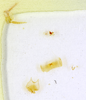 Symploce pallens (Stephens, 1835): CC BY-NC-ND 4.0/MNHN - Depraetere Marion - 2014. Type, male, of platystyla Chopard, 1938. Specimen number: MNHN-EP-EP1780. http://coldb.mnhn.fr/catalognumber/mnhn/ep/ep1780. (Otu).