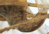 CollectionObject 1539800; 5ddb1771-fca9-40a7-84c2-d065d60ed469: female ovipositor (holotype of variety morata). (CollectionObject).