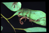 Extatosoma tiaratum (MacLeay, 1826): copyright D.C.F. Rentz. young nymph, Qld: Mt. Glorius, x.1988. (Otu).