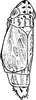 Habitus, dorsal view: Habitus (brachypterous female). (Observation).