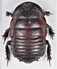 CollectionObject 1618730; 8940c5a1-2168-44ab-b17d-bd3da19a6a48: (CollectionObject).