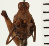 CollectionObject 1573286; NHRS NRM-ORTH 12995, 70792e2b-5f53-43f1-9059-bb1be7a71310: female, frontal view (syntype). (CollectionObject).