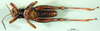 CollectionObject 1502802; 8e8d8747-a2ec-4187-b45d-808d644c8ef1: male, ventral view (syntype of Serpusia deminuta). (CollectionObject).