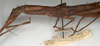 CollectionObject 1558466; NMW 732, ec277571-35df-4d77-9839-5092036d5b83: copyright NMW, Vienna. female: head and thorax, lateral view of Dimorphodes sarasini (holotype). (CollectionObject).