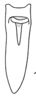 Anal tube processes on Cordela rubra Gnezdilov, 2019: (Observation).