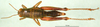 CollectionObject 1502457; 8943fc99-60b4-4e41-bdef-7529e77ebec5: female, dorsal view (allotype). (CollectionObject).