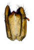 Other: !! display not done !! on new species T1: Varma Distant, 1906: genital styles dorsal view. (Observation).