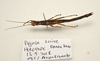 CollectionObject 1591084; 3ff59c76-698e-4660-a4c2-b8ec51718732: copyright MBBJ Bogor. female, ventral view (holotype). (CollectionObject).