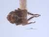 Habitus, dorsal view on Athysanella (Amphipyga) ectopa Blocker, 1990: (Observation).