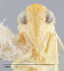 Head: !! display not done !! on Empoasca (Empoasca) tetronis Ross, 1959: Head/Face. (Observation).