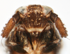 Head: !! display not done !! on Pissonotus tessellatus (Ball, 1926): (Observation).