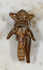 CollectionObject 1478281; 039c3f3c-4567-4274-843a-459d894e8656: male, ventral view (holotype). (CollectionObject).