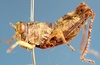 Hollisia nigropicta Descamps, 1977: lateral view. (Otu).