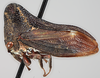 Habitus, lateral view on Bulbauchenia rugosa (Funkhouser, 1927): (Observation).