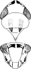 Head on Cosmotettix (Cosmotettix) caudatus (Flor, 1861): Head, pro-, and mesothorax. (Observation).