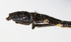 CollectionObject 1560955; NMW 154', a7804018-a12b-44a7-9355-1e5635a04b99: copyright NMW, Vienna. male: end of abdomen, lateral view (syntype). (CollectionObject).
