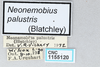 CollectionObject 2869071; d1f33f43-9e95-4762-90c4-400777982219, CNCI 1155120: Neonembius palustris. (CollectionObject).
