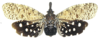 Habitus, dorsal view on Diareusa annularis (Olivier, 1792): (Observation).
