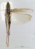 CollectionObject 1535802; b9514780-b31d-400f-a215-b633adb03047: female, dorsal view (lectotype). (CollectionObject).