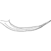 Pygofer appendages: Pygofer appendage. (Observation).