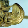 CollectionObject 1500496; a03b0826-e356-415f-89d0-429ef36684ed, DORSA BTaraaccHTF: ovipositor (holotype of Arantia accrana). (CollectionObject).