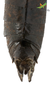 Female.End of abdomen, dorsal view Depicts CollectionObject 1861880; 6eff10cb-3457-48cf-96d3-1f39dcab2b08, Unioeste Cascavel K-0562, a CollectionObject.