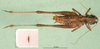 CollectionObject 1502677; 0cd75019-995f-4b7c-857b-b52c909129ff, DORSA BT000245S01: male, dorsal view (syntype). (CollectionObject).
