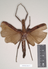 CollectionObject 1559596; NHMUK(SF IMPORT DUPLICATE) 844777, da6a7423-968c-40ad-b491-7f0c3d9cd447: copyright Natural History Museum, London. female (paratype). (CollectionObject).