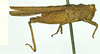 CollectionObject 1532571; 10d65474-f4b5-4ae7-b96f-b13590b097dc: female, lateral view (syntype). (CollectionObject).