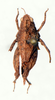 CollectionObject 1506052; c9343a30-7d1f-4c02-b7a1-36b3ed1bf615: female, dorsal view (holotype of Deltonotus humilis). (CollectionObject).