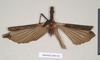 CollectionObject 1558176; 19a9cf87-574a-4d72-a8d6-250e92251cda: copyright Natural History Museum, London. male of synonym Phasma corniceps (holotype). (CollectionObject).