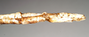 CollectionObject 1557417; NHMUK(SF IMPORT DUPLICATE) 844928, f1282a57-261f-496b-a817-e33d82624184: copyright Natural History Museum, London. female: end of abdomen, lateral view of Ischnopoda phillipsi (holotype). (CollectionObject).