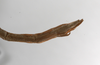 CollectionObject 1557998; ba78905c-945c-4066-bd5f-79581e320653: copyright ZMHB, Berlin. female nymph: end of abdomen, lateral view (syntype). (CollectionObject).