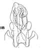Pygofer, ventral view on Cixius dislogicus Kramer, 1981: (Observation).