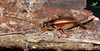 CollectionObject 1849078; Unioeste Cascavel SAOP-165, a4c7b942-a90e-4c6b-833f-f41f84ad57ff: Female, in vivo. Lateral view. (CollectionObject).